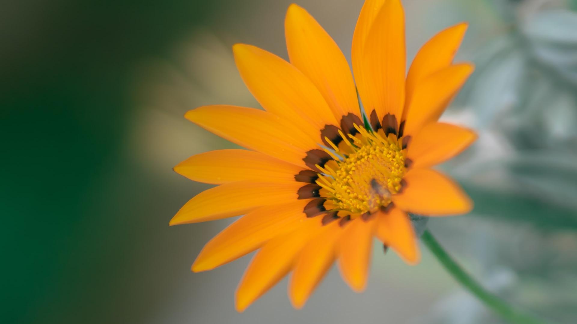 yellow flower in tilt shift lens