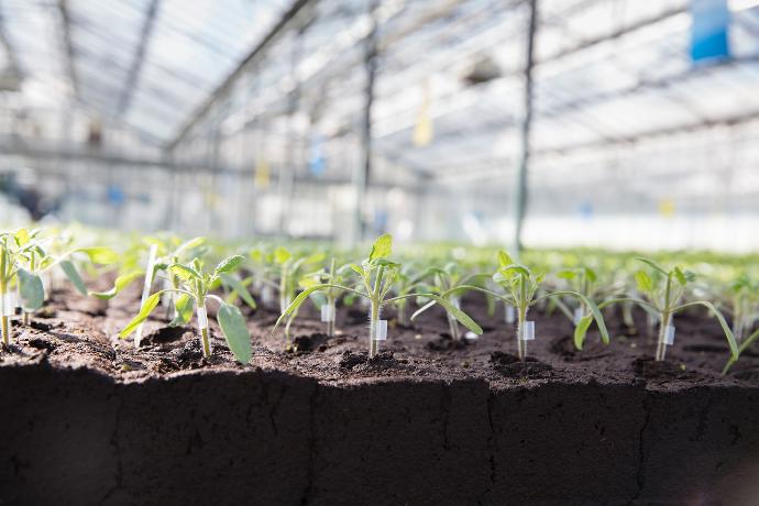 a group of young plants growing in a greenhouse