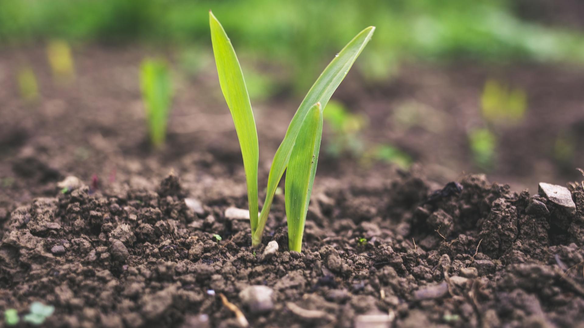 green plant sprouting at daytime