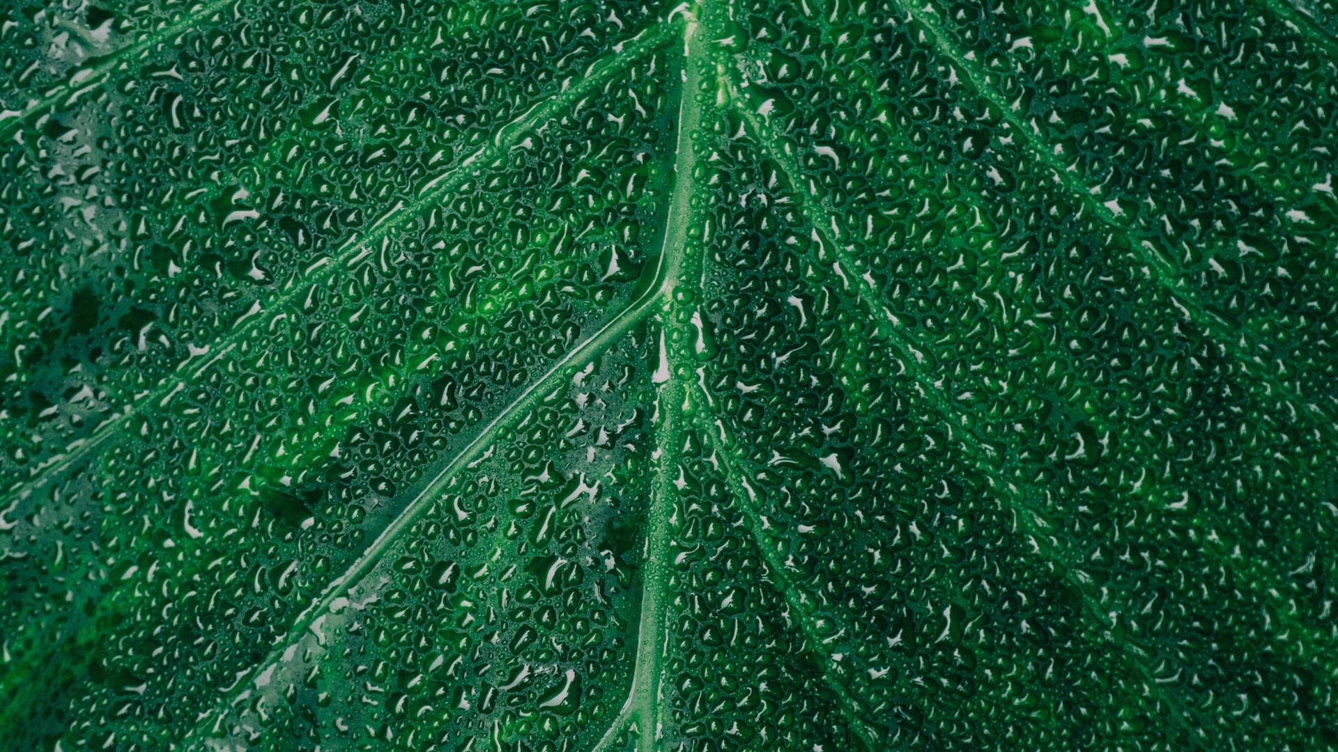 a large green leaf with drops of water on it